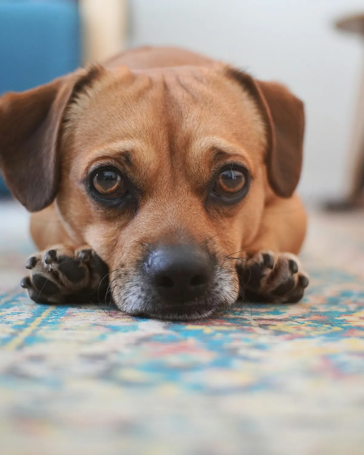Foto de un perro recostado en un tapete